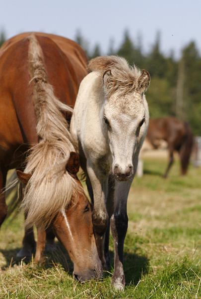 Molda und Drifa b.jpg